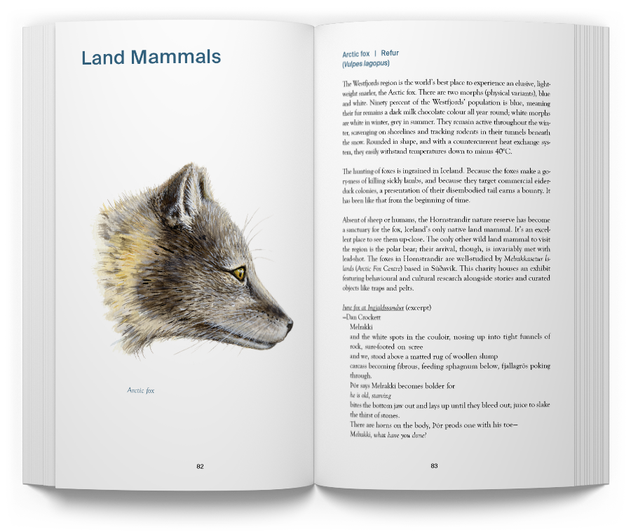 Notes on Ecology in the Westfjords - Image 3