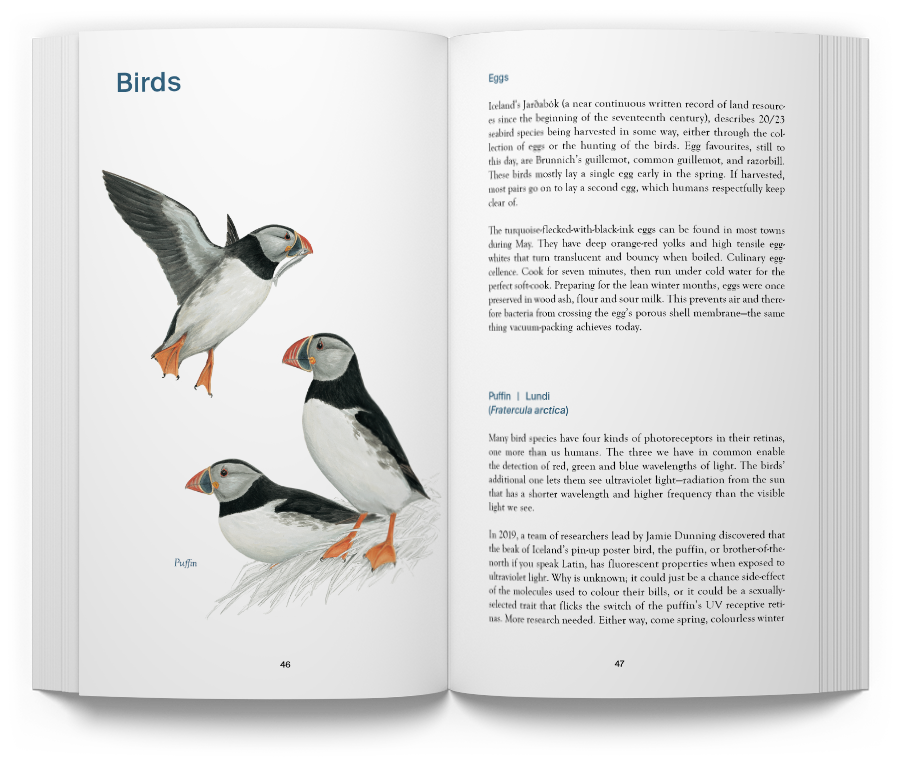 Notes on Ecology in the Westfjords - Image 2